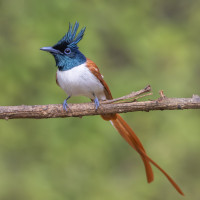 Indian Paradise-Flycatcher